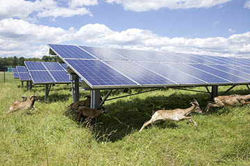 Cortland sheep solar panel's